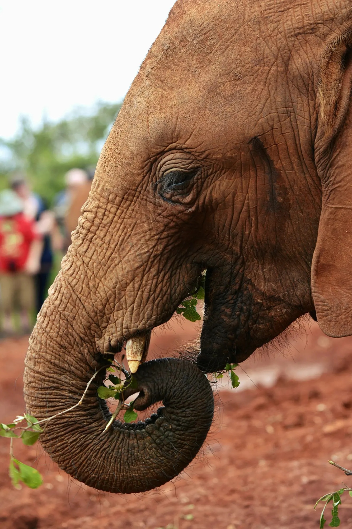 Elephant orphanage: Meeting the rescued baby elephants