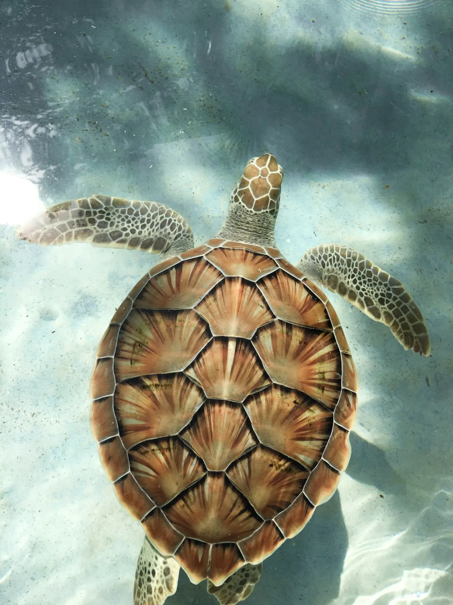 Salaam Cave: Swimming with the turtles