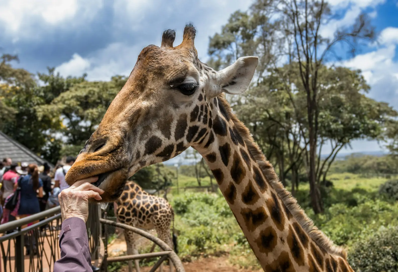 Giraffe Centre: Hand-feeding the giraffes