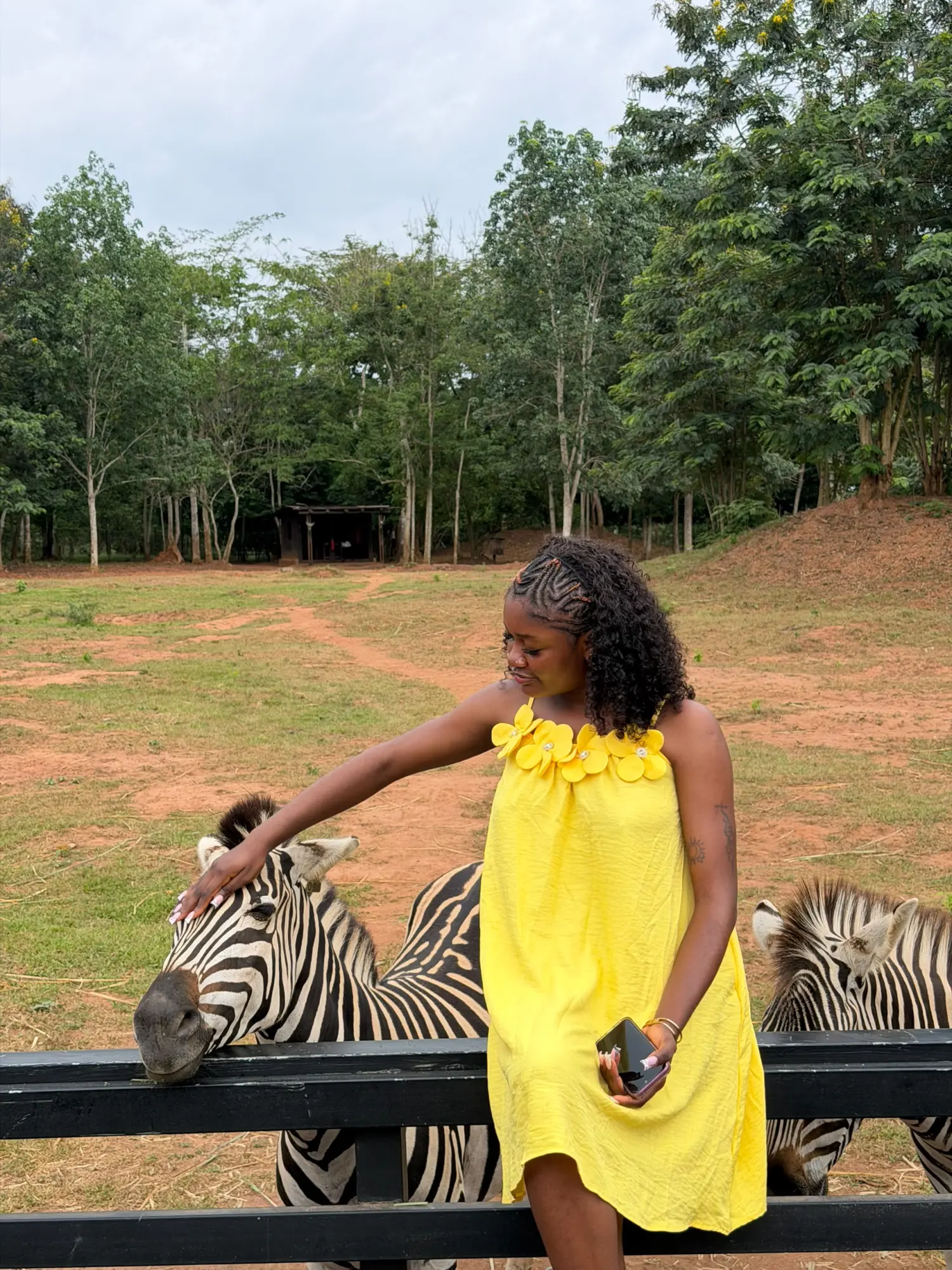 Safari Eco Park: Feeding the zebras